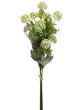 Cream Green