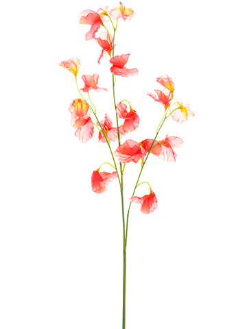 30" Sweet Pea Spray  Coral (pack of 12)