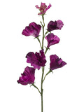 Dark Orchid