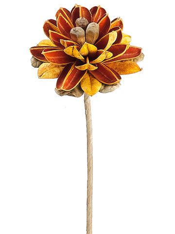 21.6" Tropical Spray  Orange (pack of 12)