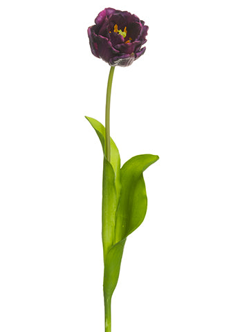 Eggplant