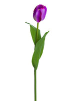 Orchid