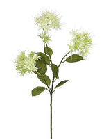 Cream Green