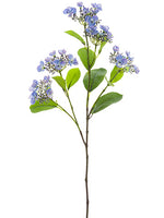 Blue Lavender