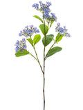 Blue Lavender