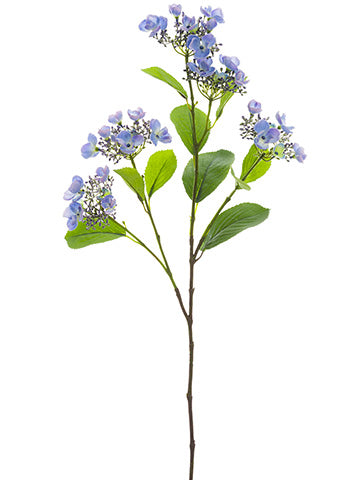 Blue Lavender