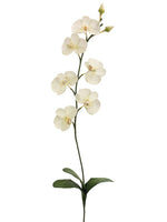 31" Phalaenopsis Orchid Spray with 6 Flowers and 2 Buds Cream (pack of 12)