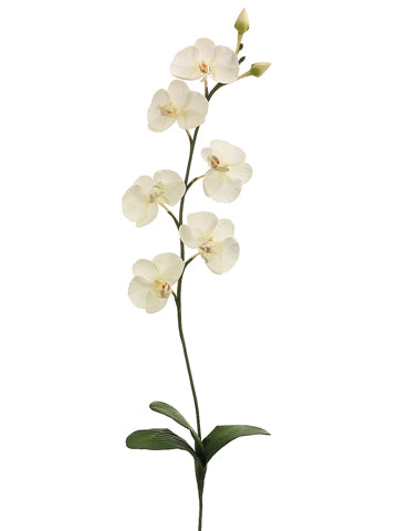 31" Phalaenopsis Orchid Spray with 6 Flowers and 2 Buds Cream (pack of 12)