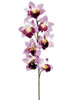 Orchid