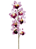 Orchid