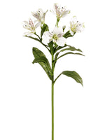 White Cream