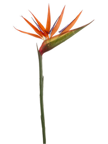 36" Bird of Paradise Spray  Orange (pack of 24)