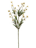 Vanilla