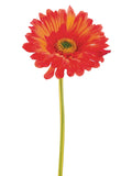 Rust Orange