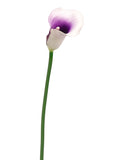 Cream Purple