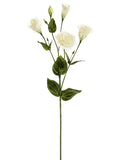Cream White
