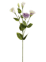 Two Tone Lavender