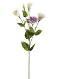 Two Tone Lavender