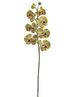 36" Formosa Phalaenopsis Orchid Spray with 9 Flowers Green Burgundy (pack of 6)