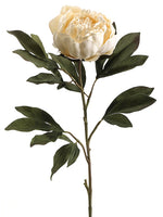Vanilla