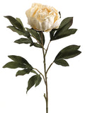Vanilla