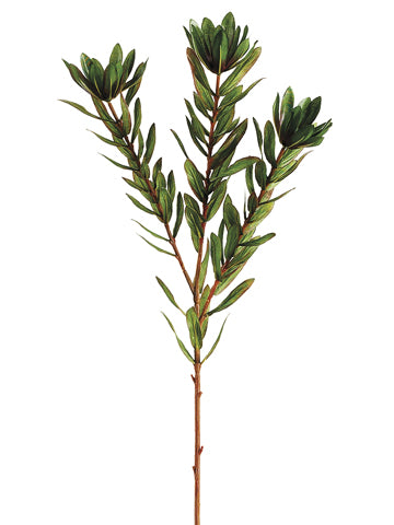 26.25" Wild Protea Spray  Green (pack of 12)