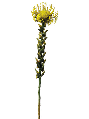 27" Protea Spray  Green (pack of 12)