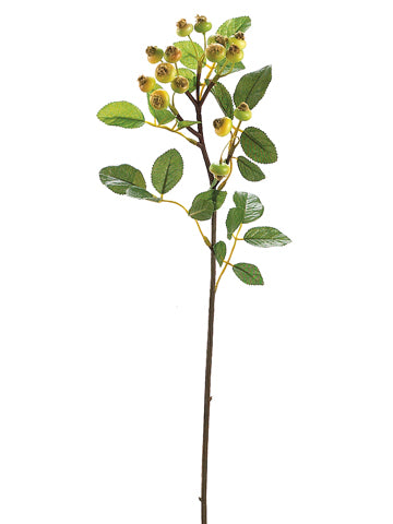 23" Rosehip Spray  Green (pack of 12)