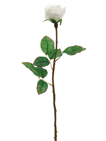 21" Single Rose Bud  Cream (pack of 12)
