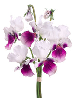 10" Pansy Bush  Cream Purple (pack of 12)