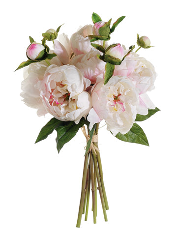 Cream Cerise