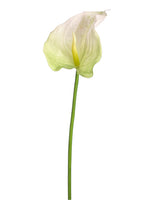 Cream Green