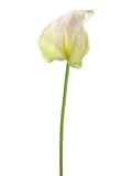 Cream Green