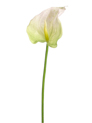 Cream Green