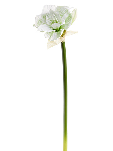 27" Amaryllis Spray  White Green (pack of 12)