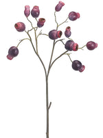 Plum