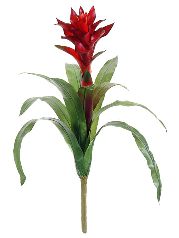 20" Bromeliad Plant  Red (pack of 12)