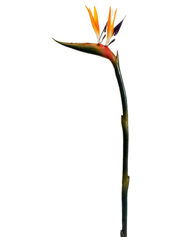 41" Bird of Paradise Spray  Orange (pack of 6)