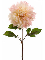 Pink Cream