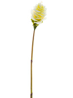 Cream Yellow