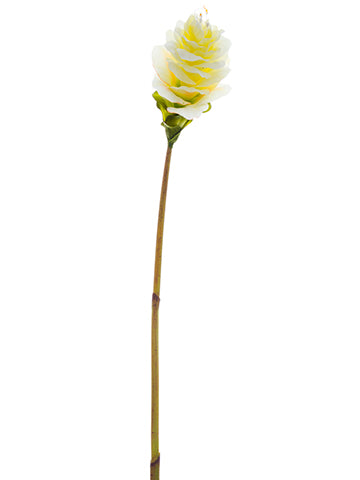 Cream Yellow