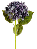 Blue Purple