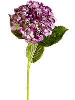 Lavender Green
