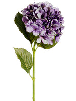 Purple Green