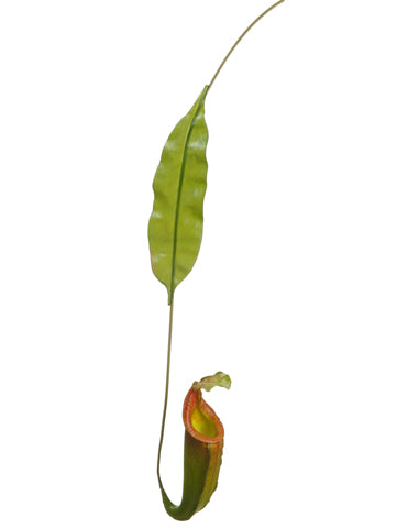 35" Bottle Nepenthes Spray  Green (pack of 6)