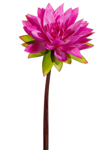 Rubrum