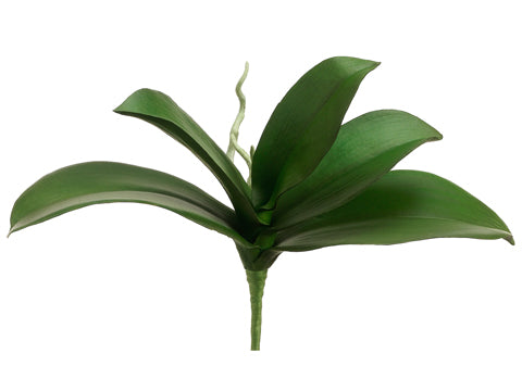 10" Phalaenopsis Leaf Plant  Green (pack of 12)