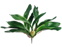 13" Zygopetalum Orchid Leaf Plant With 14 Leaves Green (pack of 6)