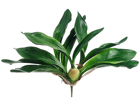 13" Zygopetalum Orchid Leaf Plant With 14 Leaves Green (pack of 6)