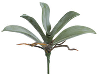 9.5" Phalaenopsis Orchid Leaf Plant x5 Green Moss (pack of 12)